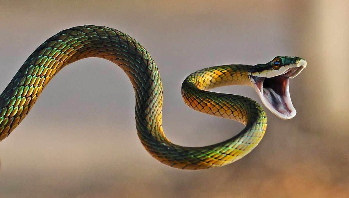 Serpent enroulé sur une branche