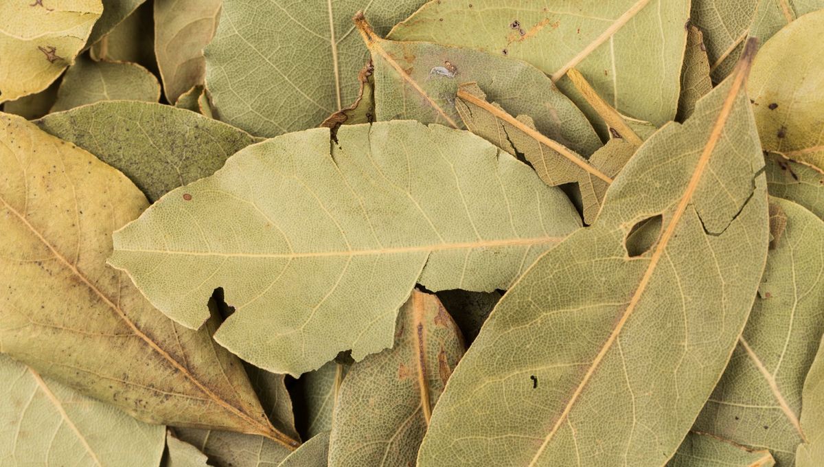 Feuilles de laurier fraîches