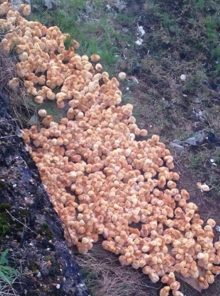 Petites sphères dorées mystérieuses au sol