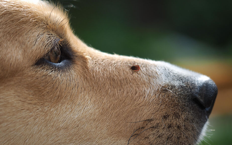 Chien dans l'herbe