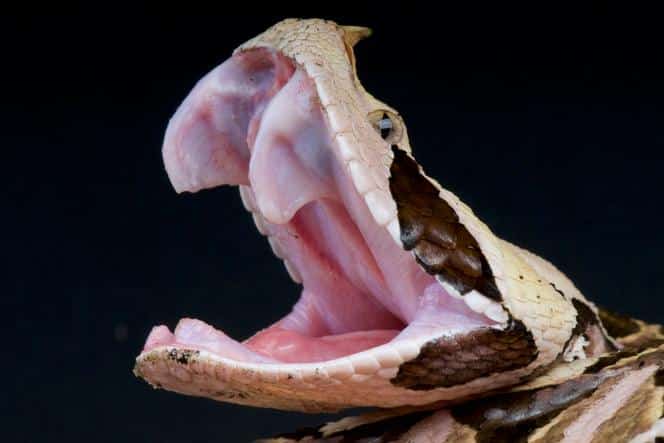 Différentes espèces de serpents