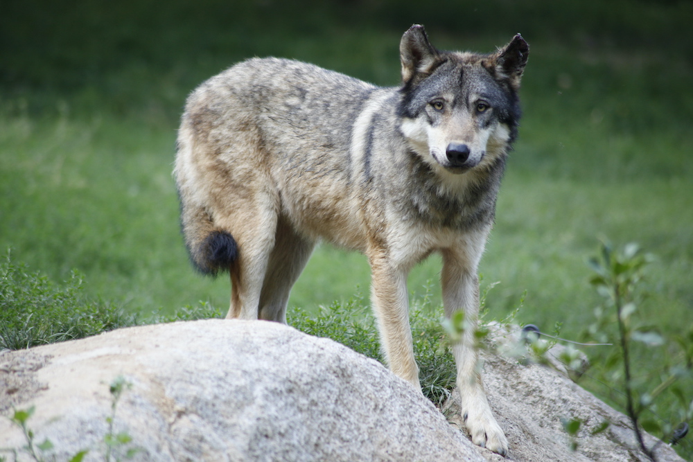 Loup gris dans son environnement naturel