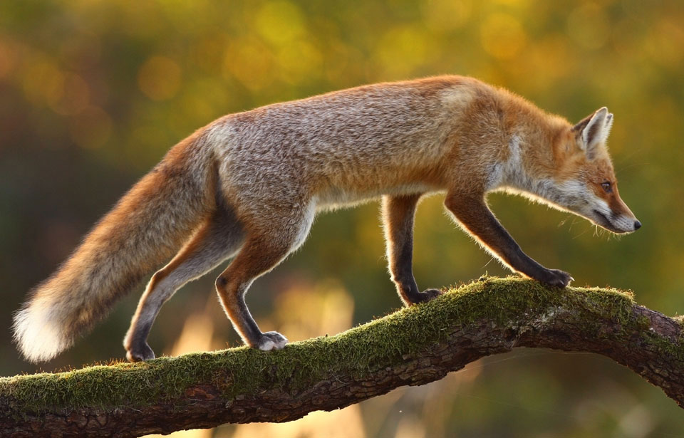 Renard roux dans la nature