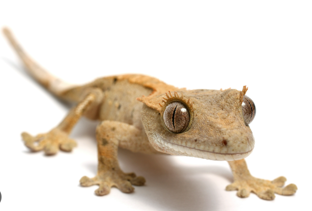 Gecko observant intensément
