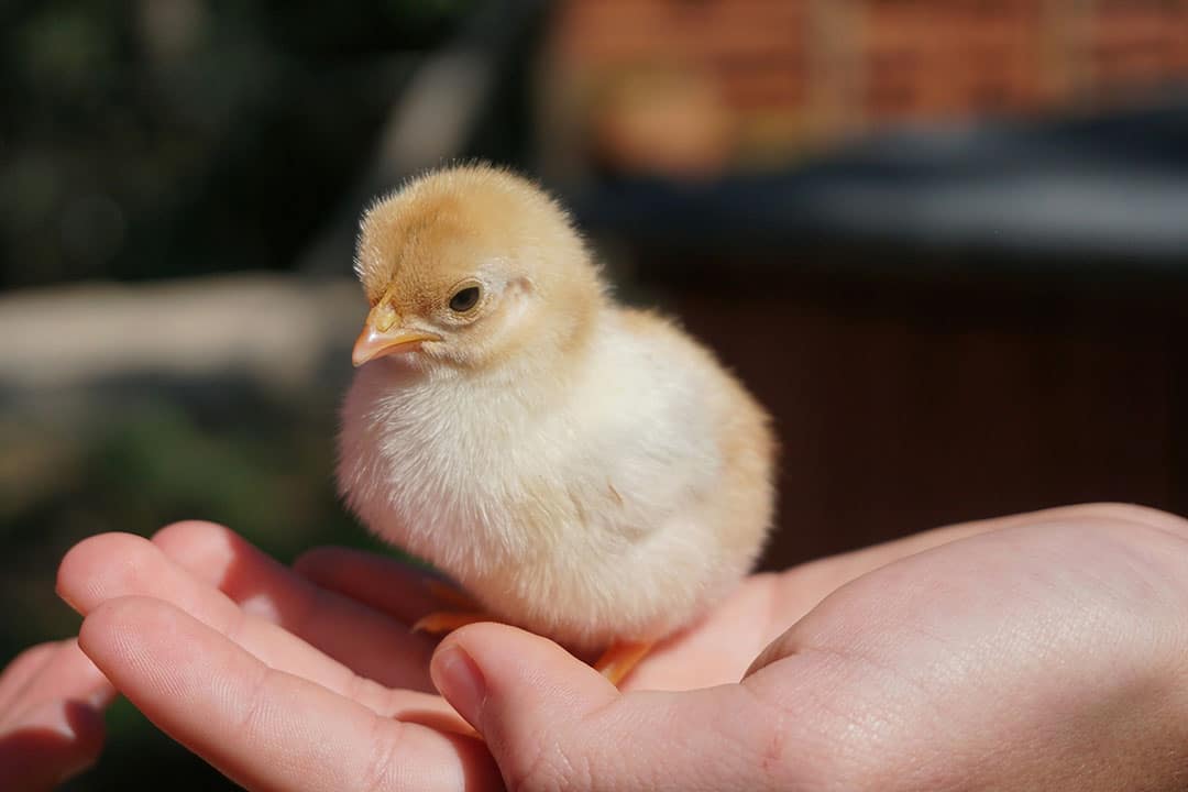 Oiseaux adultes en liberté