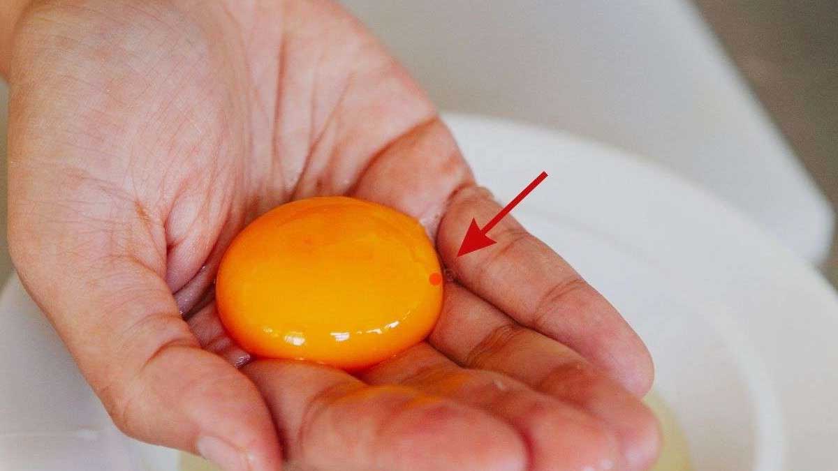 Œuf cassé montrant un point rouge caractéristique