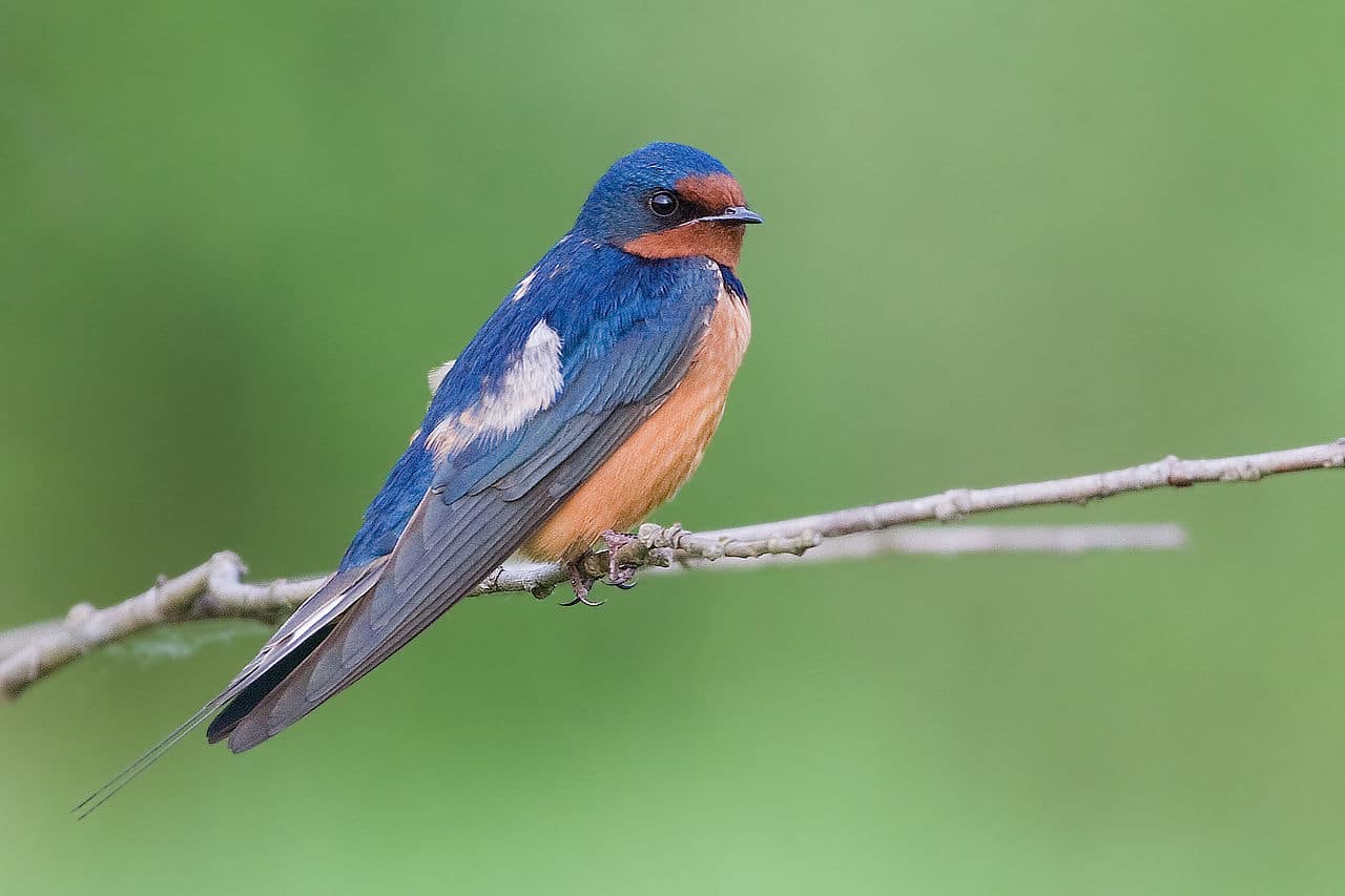 Hirondelle en vol