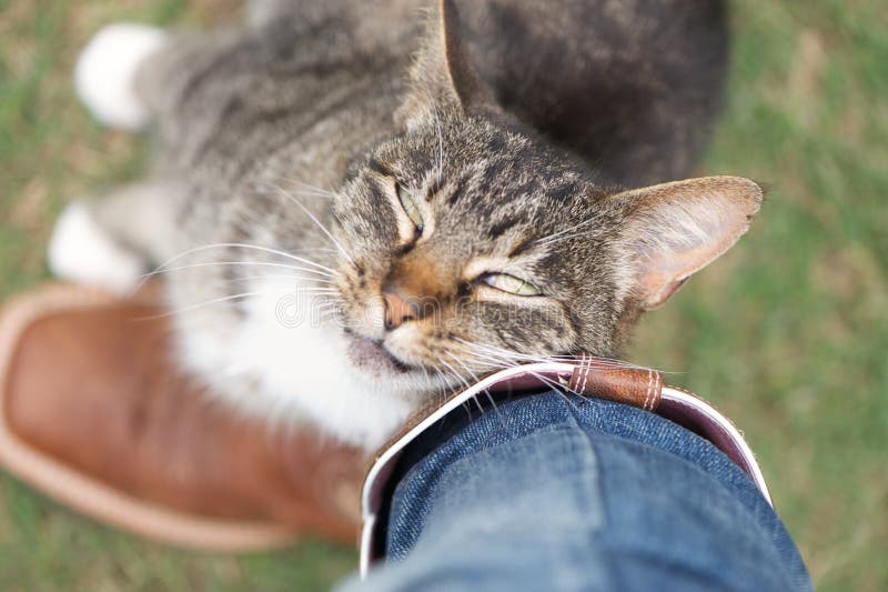 Chat adulte montrant de l'affection