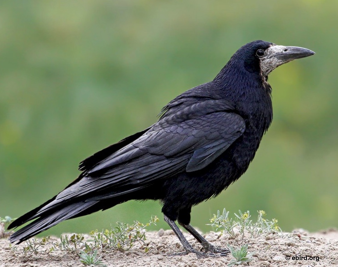 Corbeau perché sur une branche