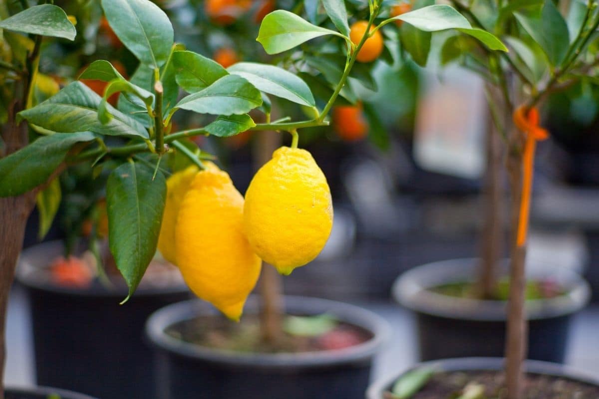 Jeune citronnier en pot