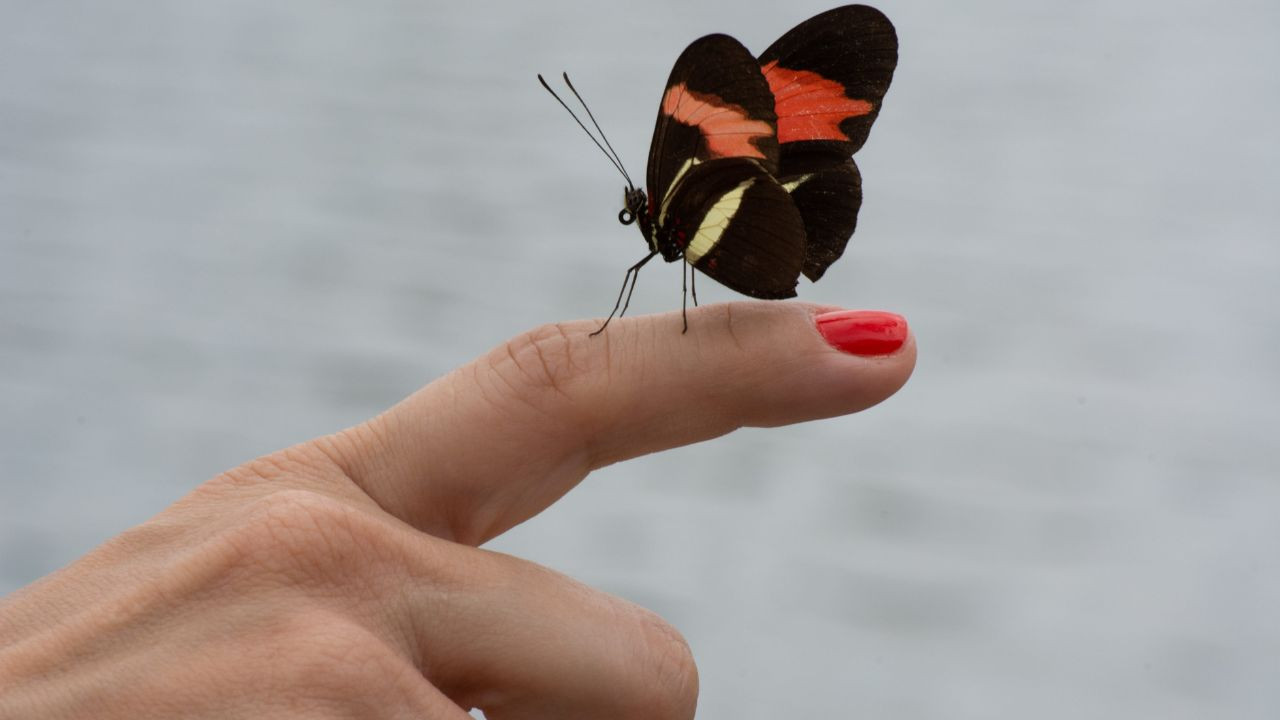 Papillon se posant sur une main