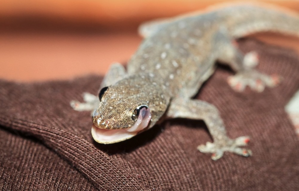 Gecko coloré sur une feuille tropicale