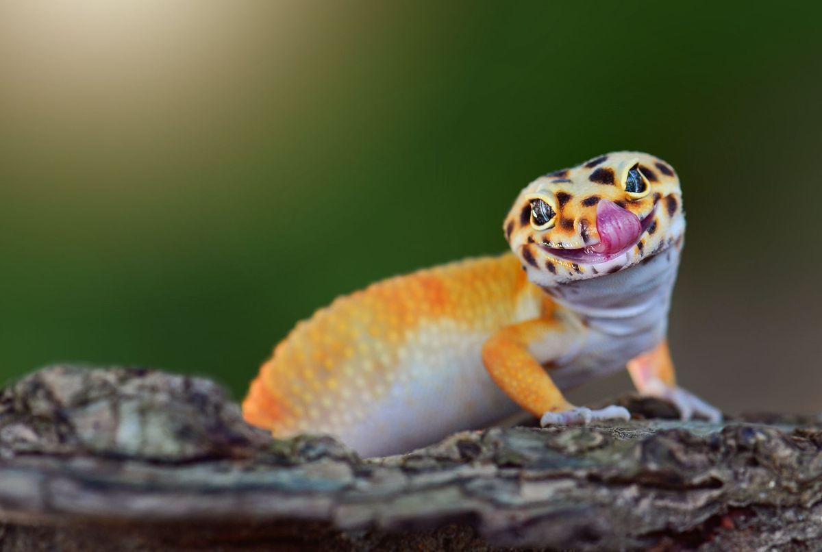 Gecko domestique sur un mur