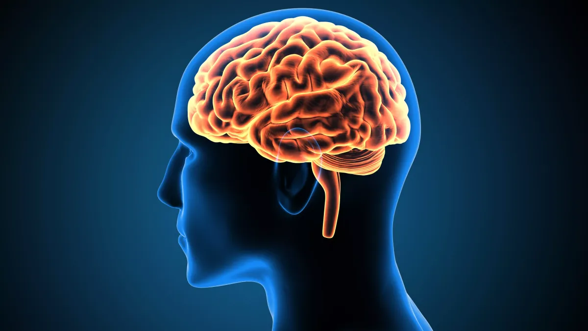 Cerveau en activité face à un défi mathématique