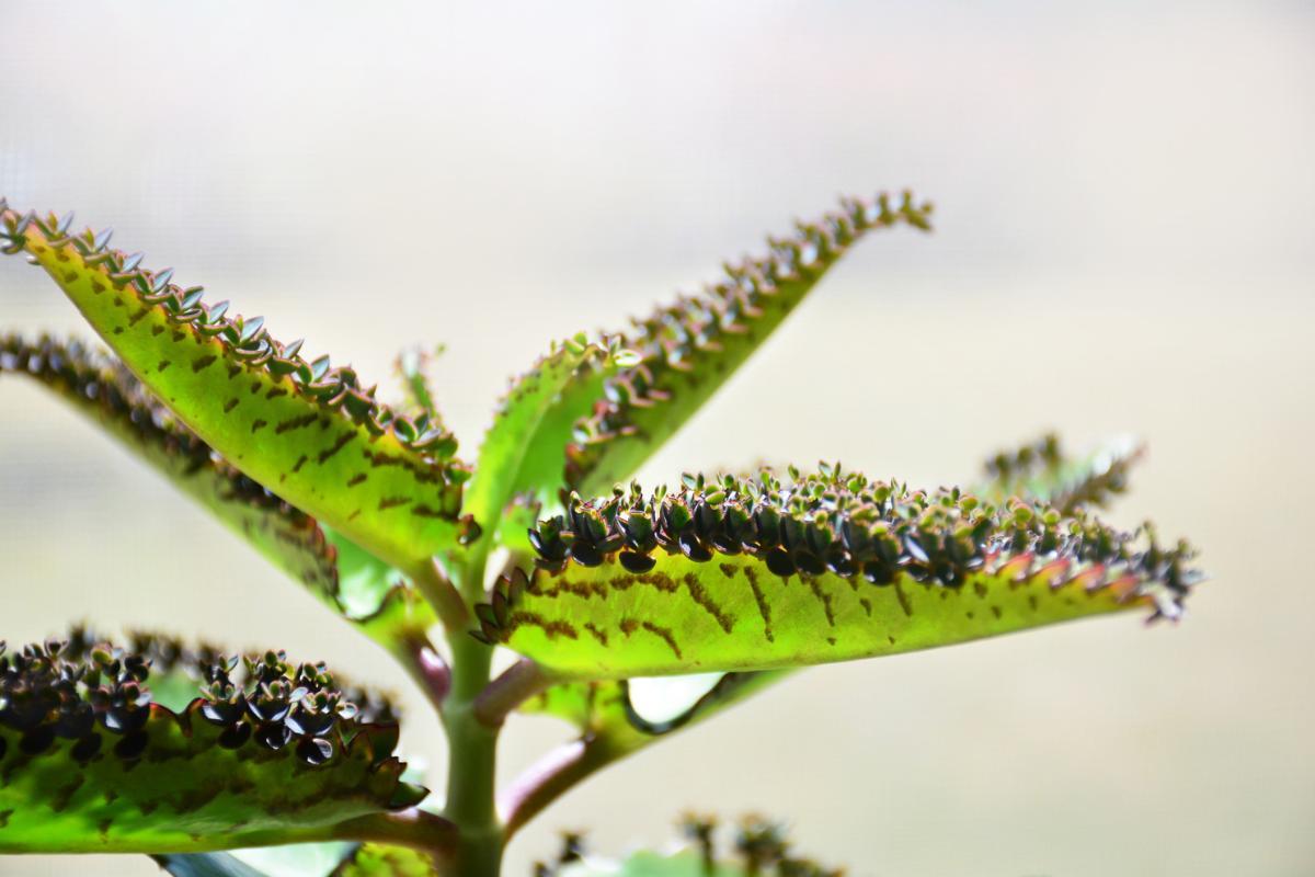 Mise en garde sur l'utilisation du kalanchoé