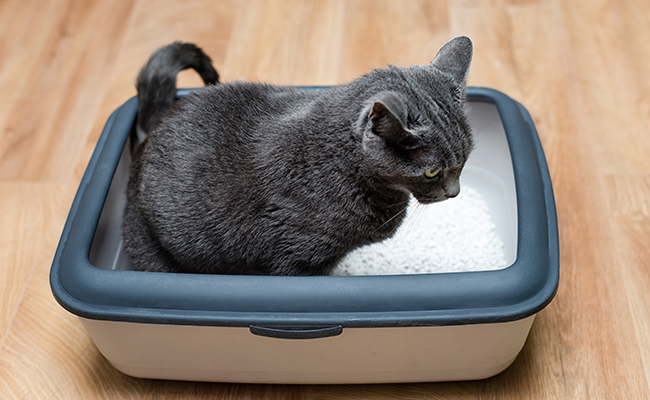 Litière pour chat bien entretenue