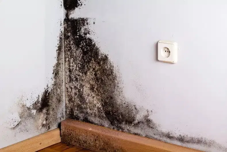 Taches de moisissure sur un mur