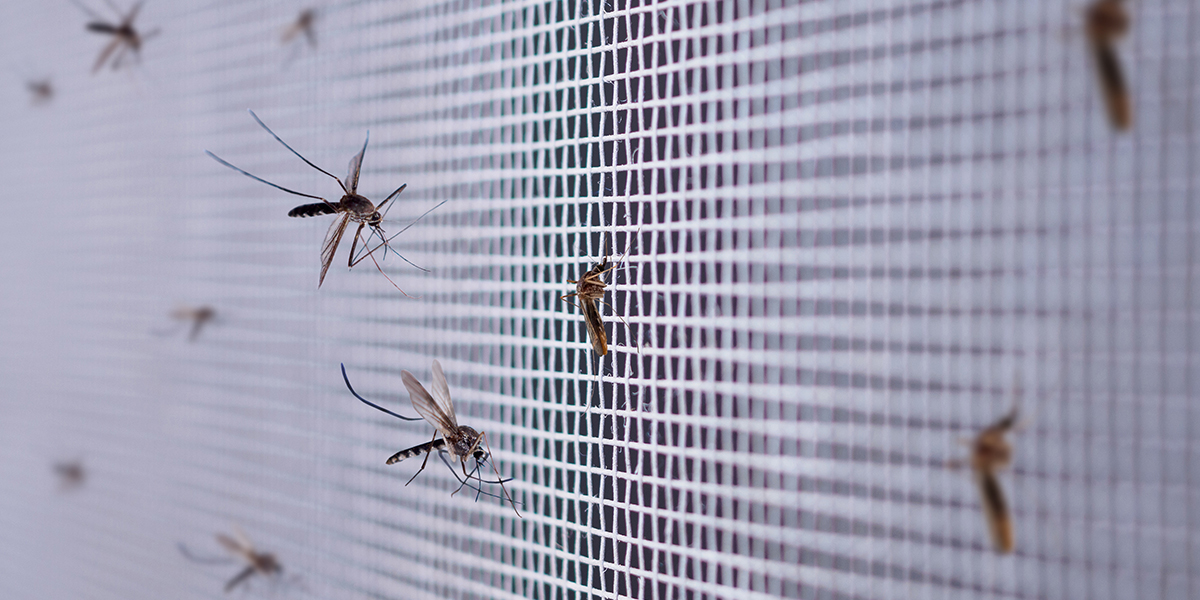 Moustique posé sur un tissu