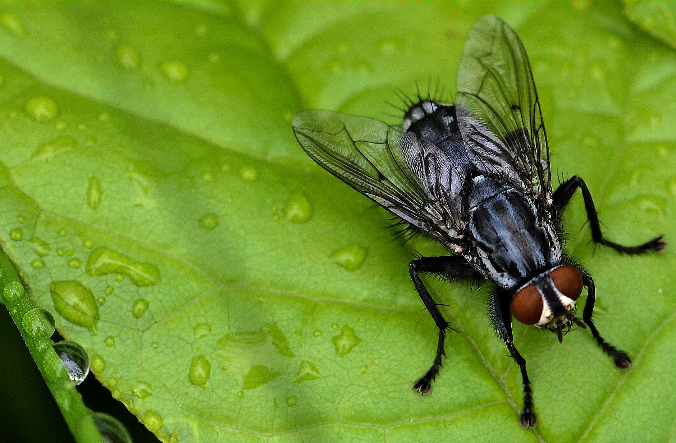 Mouche domestique sur une surface