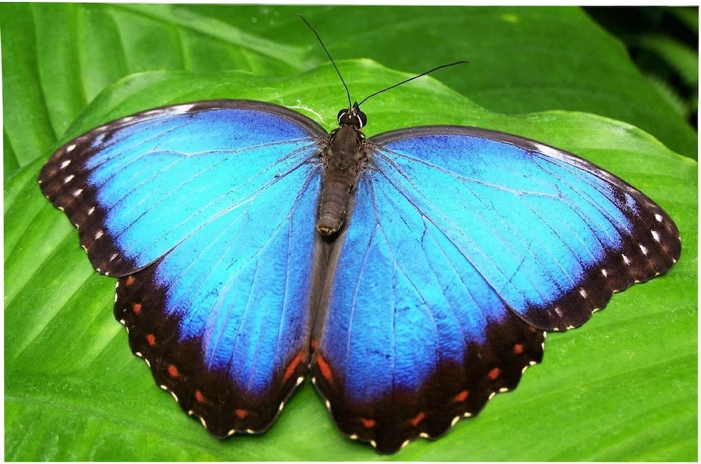 Magnifique papillon bleu posé sur une fleur