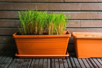 Plantes aromatiques