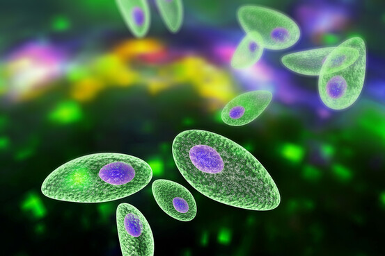 Microscope électronique montrant le parasite Toxoplasma gondii