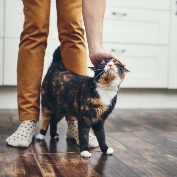 Chat se frottant contre une jambe humaine