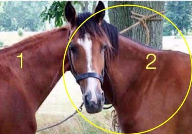 Solution de l'illusion équestre