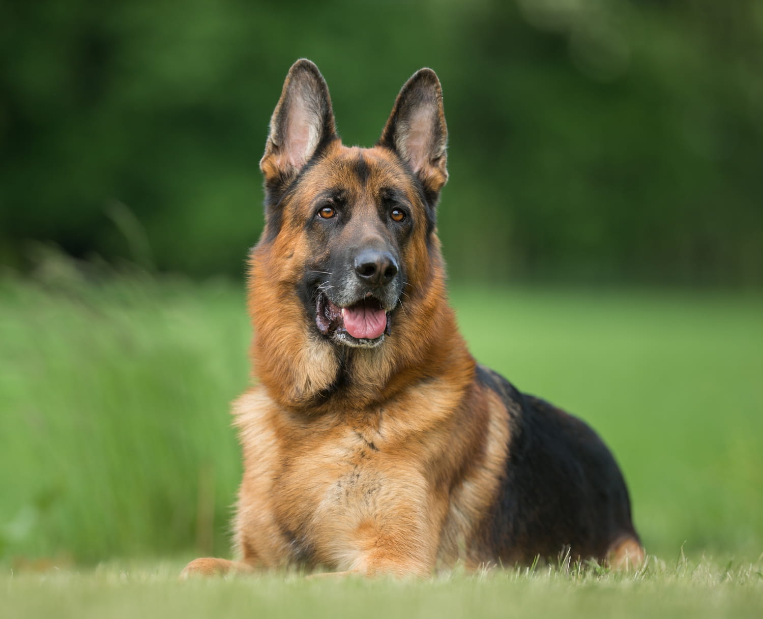 Chien de berger allemand aux aguets