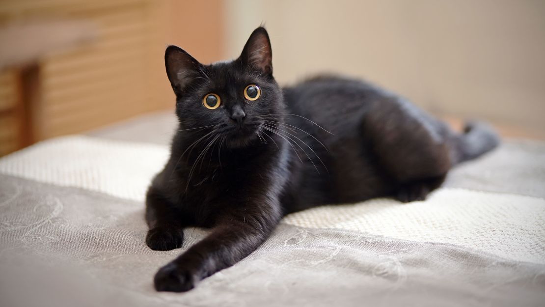 Chat noir aux yeux dorés