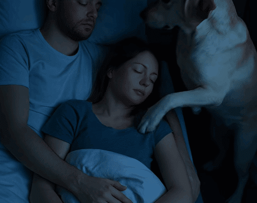Labrador posant ses pattes sur une femme endormie