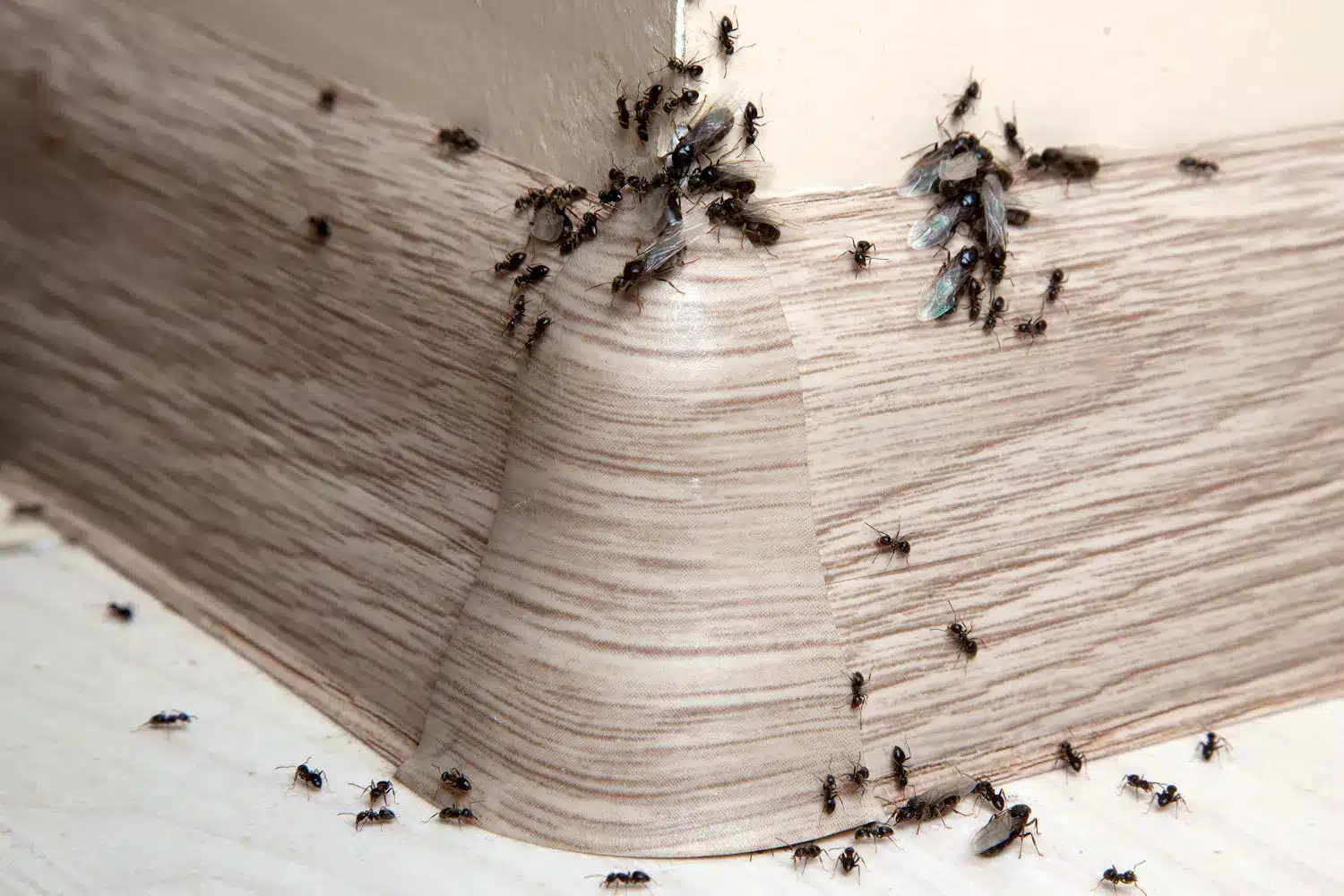 Colonie de fourmis en activité