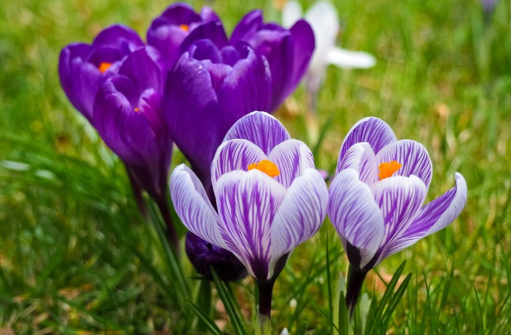 Crocus printanier aux couleurs violettes vibrantes