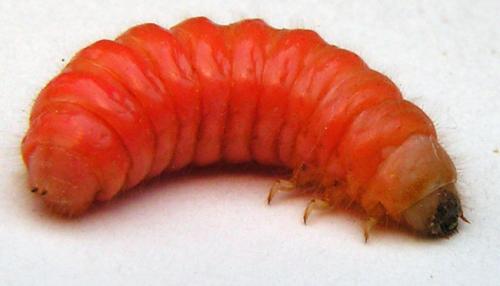 Larves de Trichodes grossies