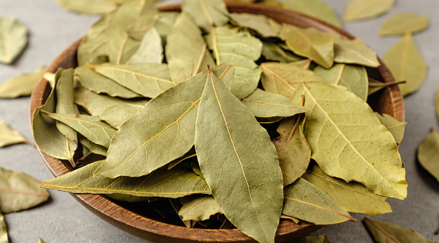 Feuilles de laurier séchées pour soins buccaux