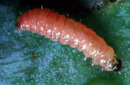 Comparaison avec d'autres insectes textiles