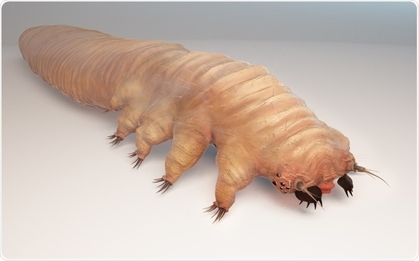 Vue microscopique d'un acarien Demodex sur un cil humain