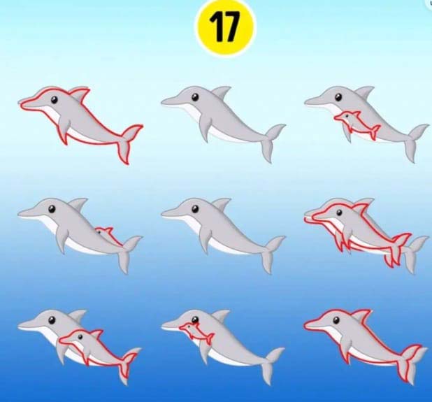 Solution du défi des dauphins cachés