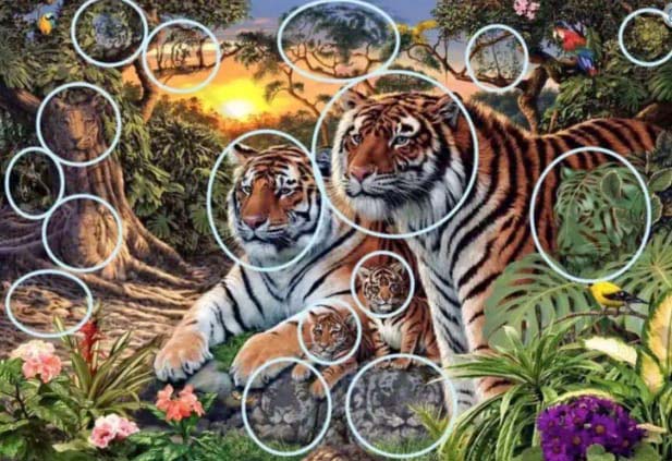 Solution de l'énigme des tigres cachés