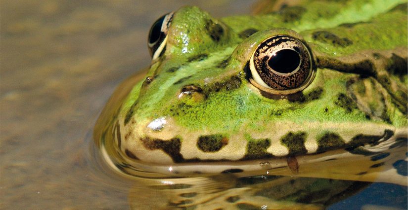 Grenouille de nuit