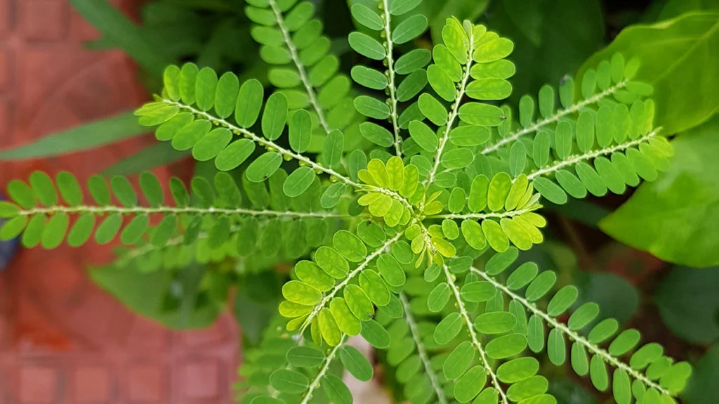 Image de Phyllanthus niruri, une plante aux propriétés rénales