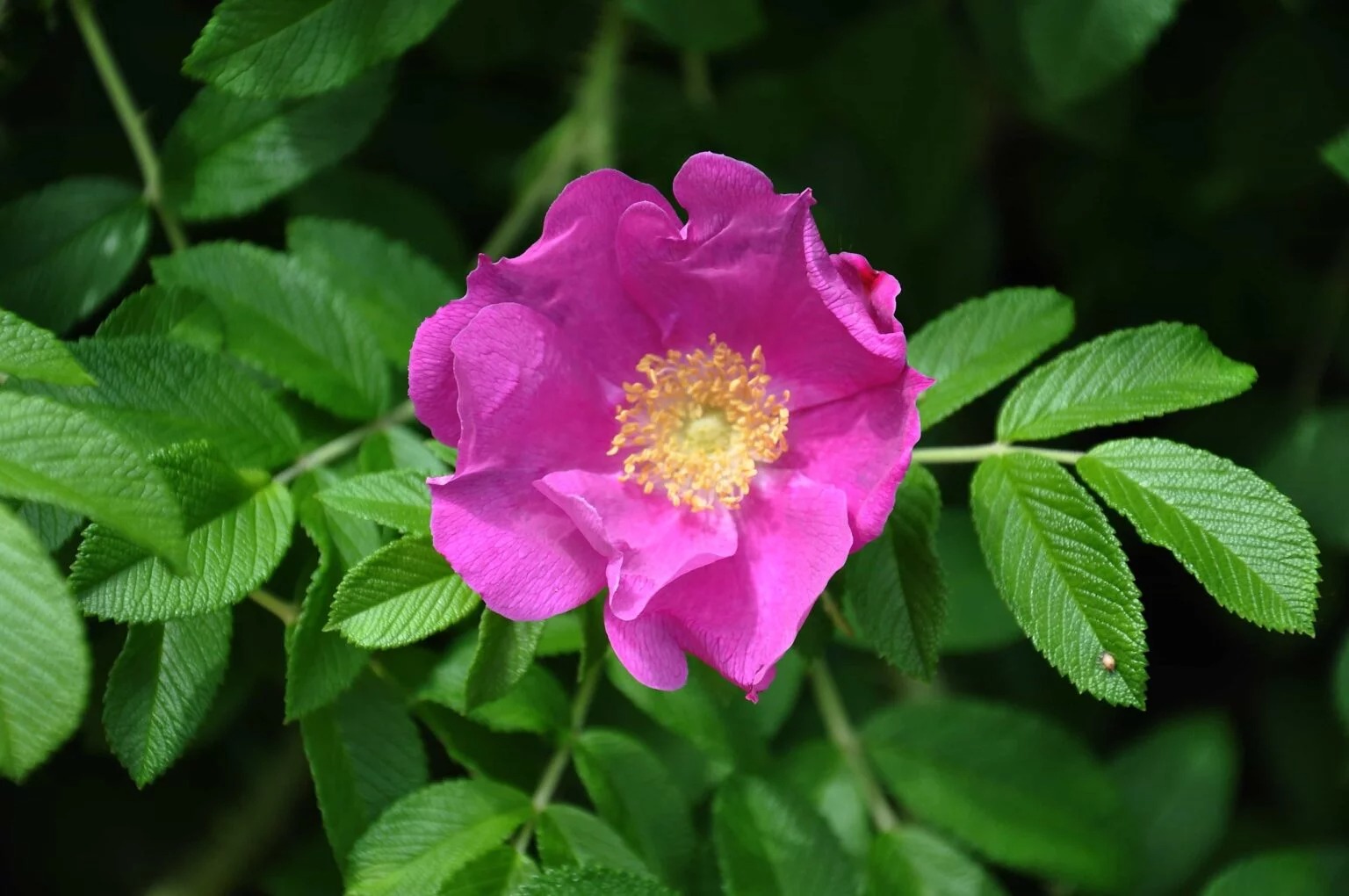 Rose sauvage (églantier) d'une beauté naturelle