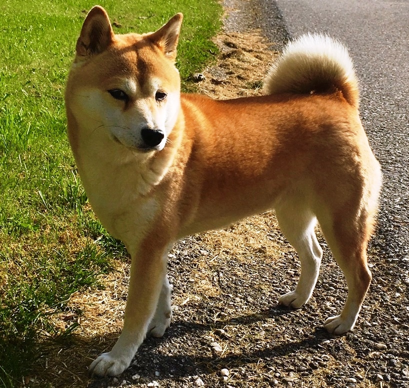 Portrait d'un chien Akita similaire à Hachiko