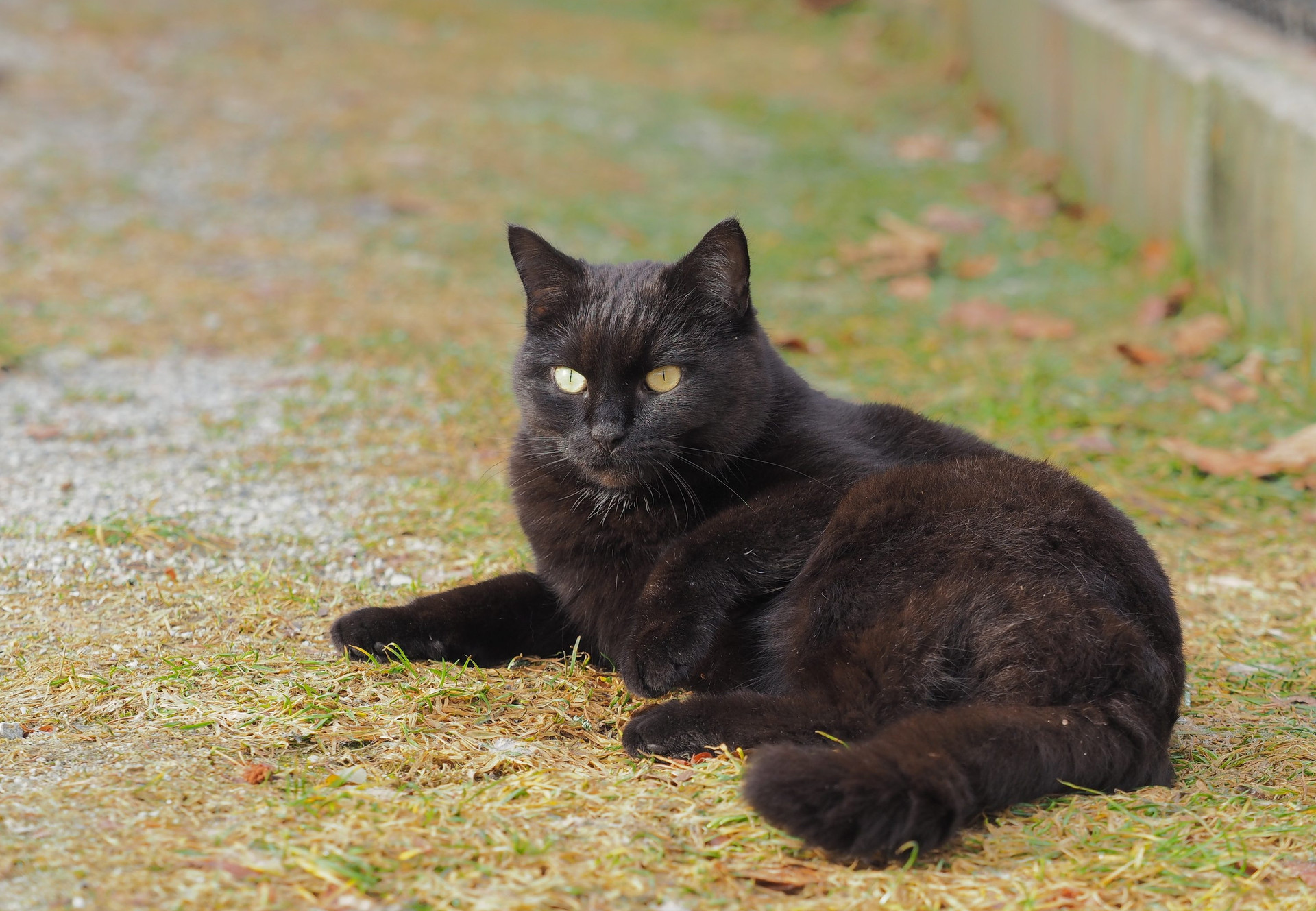Chat noir dans un environnement domestique