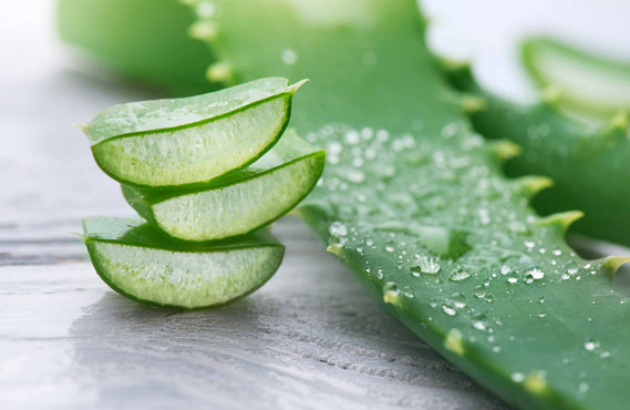 Aloe Vera en pot