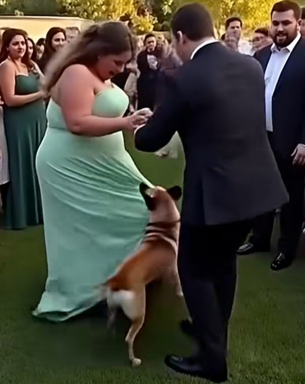 Chien détectant un détail caché dans une robe de mariée
