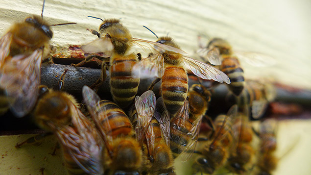 Abeilles autour d'alvéoles
