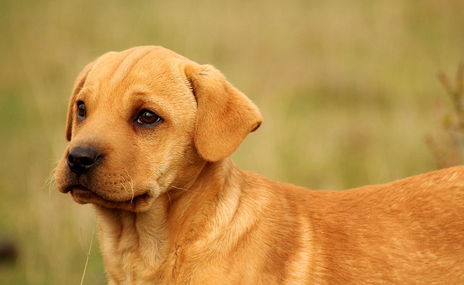 Chien et enfant échangeant un regard complice