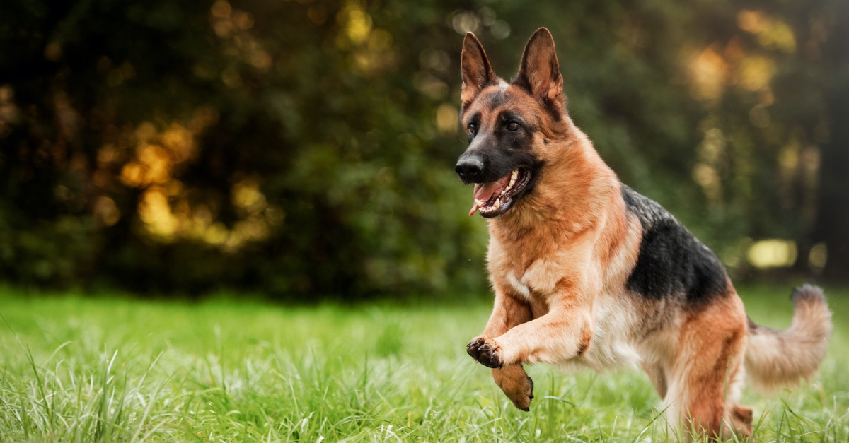Luna, le berger allemand héroïque