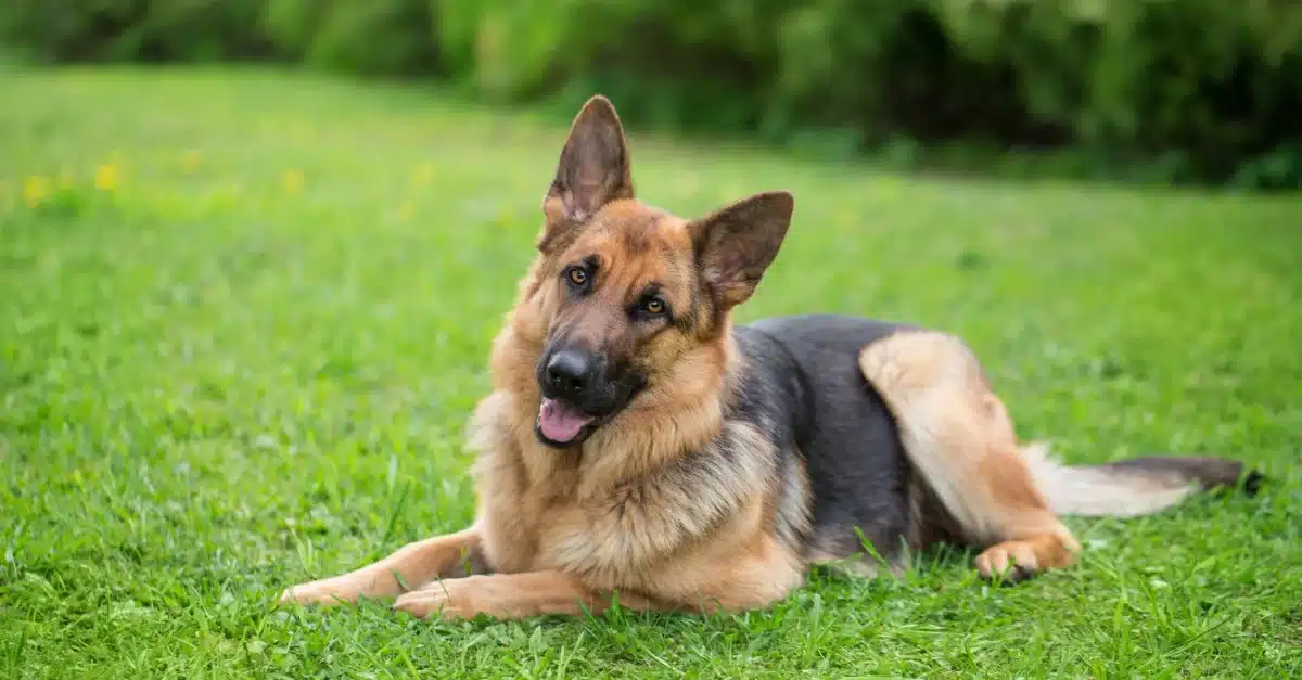 Berger allemand adopté